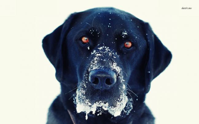 Black Lab Wallpaper Desktop -