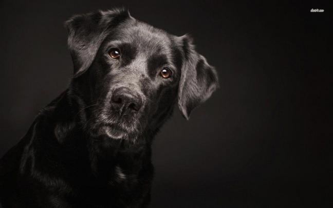 Black Labrador Wallpapers