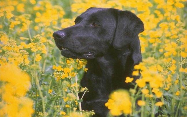 Black Labrador Wallpapers