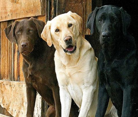 Yellow Lab Wallpaper for Computer -