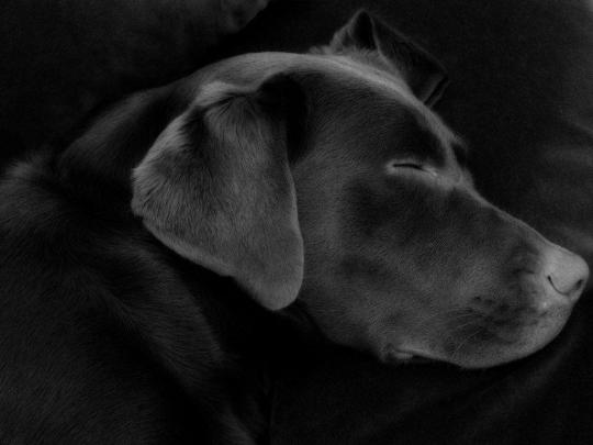 Black Labrador Wallpapers