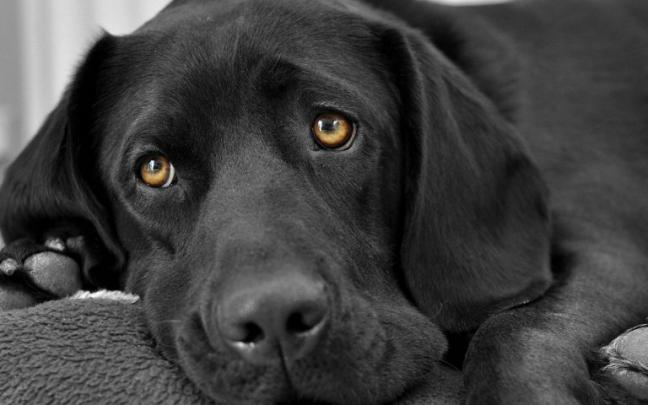 black labrador wallpaper - HD Desktop Wallpapers