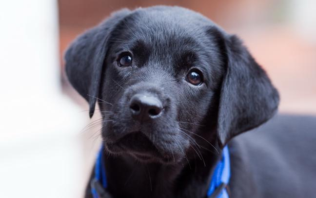 black puppy adorable - HD Desktop Wallpapers