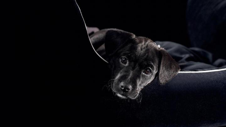 Black Lab Wallpapers
