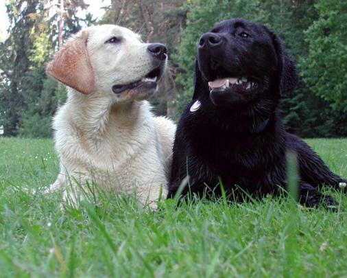 Black Labrador Wallpapers