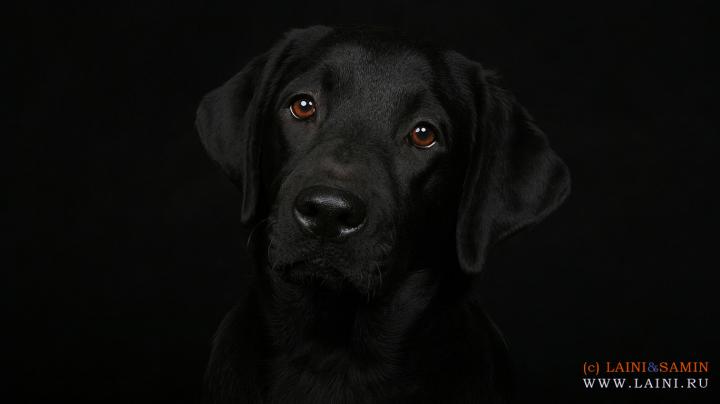 Labrador Retriever Wallpapers High Resolution and Quality Download