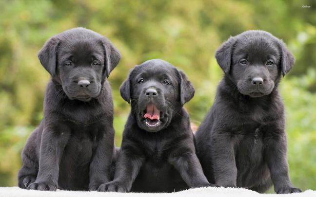 Black Lab Wallpaper for Computer -