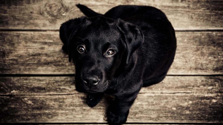 dog, Labrador Retriever, Black, Puppies, Baby Animals, Animals, Nature 