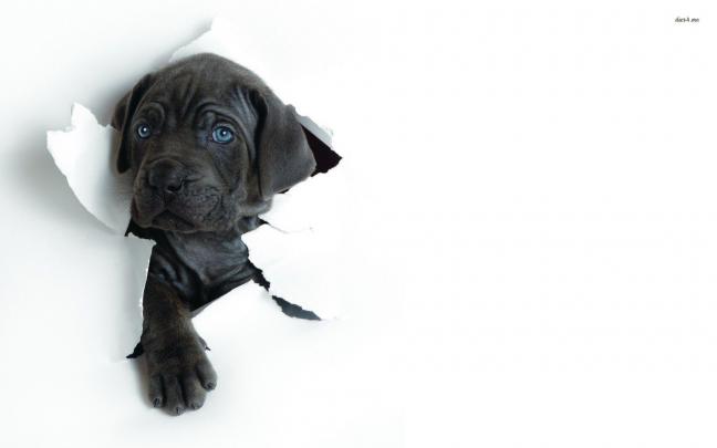 Black Lab Puppy Wallpapers