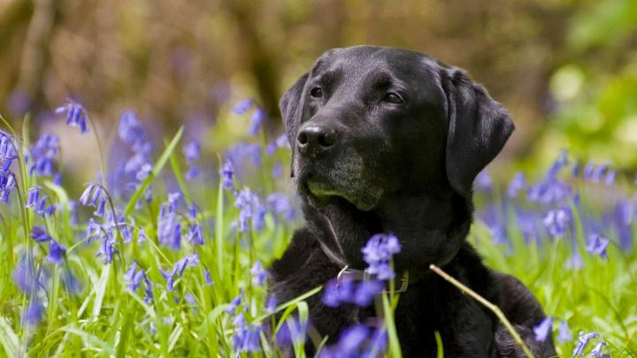 Black Lab Wallpaper (44+ images)