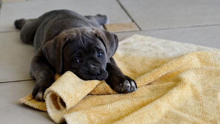 Black Lab Wallpaper (44+ images)
