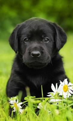 Black Lab Wallpaper For Computer Px, - Labrador Retriever Puppy Black 