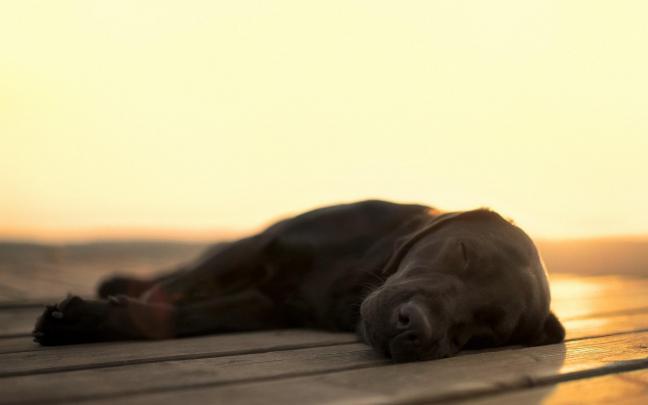 Labrador Wallpapers HD Download