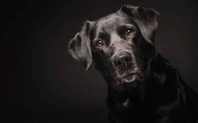 Black Lab Dog Wallpapers