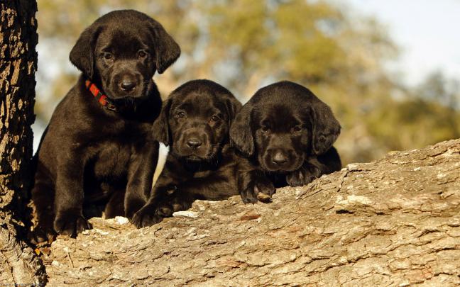 Chocolate Lab Puppy Wallpaper (60+ images)