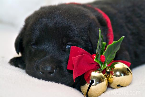 Black Lab Wallpaper (44+ images)
