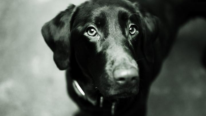 labrador wallpaper A10 - HD Desktop Wallpapers