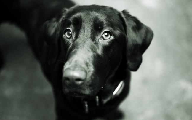 Black Labrador Wallpapers