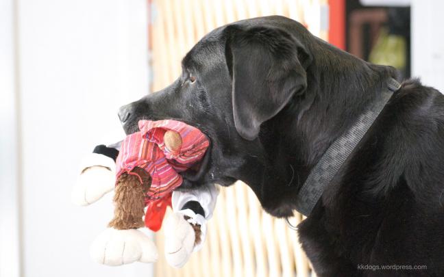 Black Lab Wallpaper for Computer -
