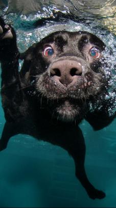 Black Lab Wallpaper (44+ images)
