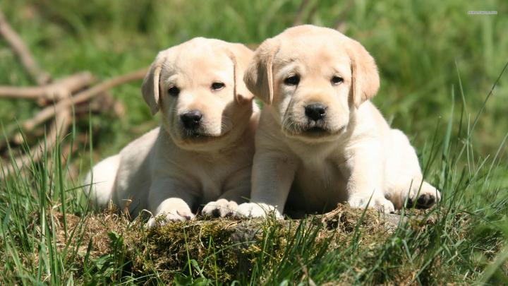 Black Lab Wallpaper (44+ images)
