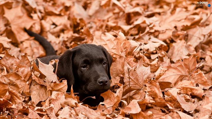 Leaf, Autumn, Black, Labrador - Dogs wallpapers: 1600x901