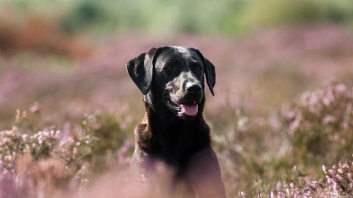 Black Lab Wallpaper for Linux -