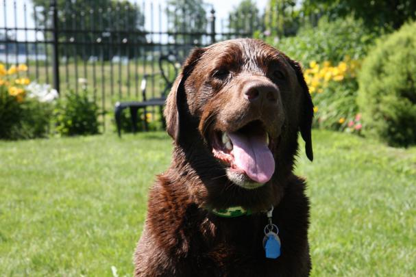 Labrador Nc - The Dogs