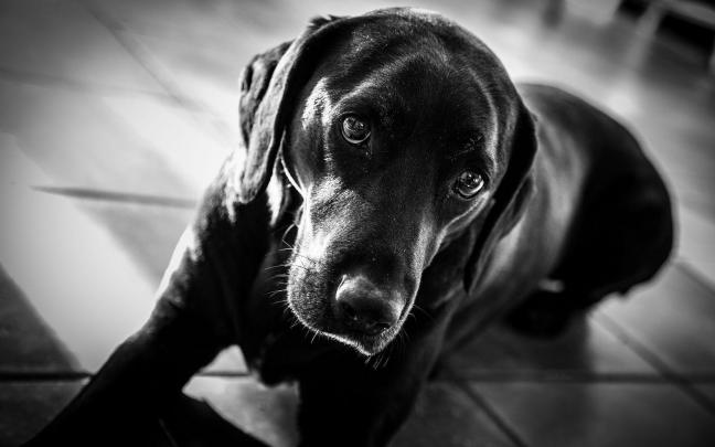Black Labrador Wallpapers