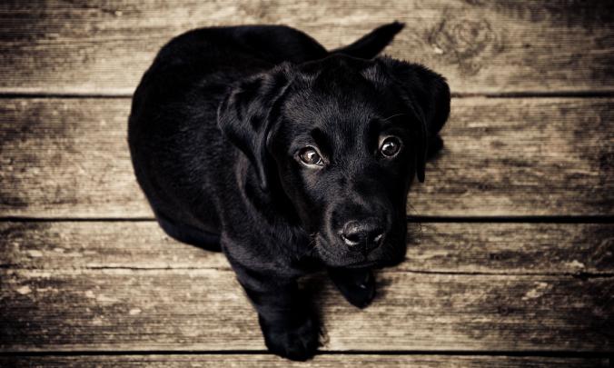 Black Labrador Computer Wallpapers
