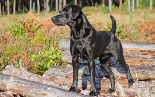 Black Labrador Wallpapers