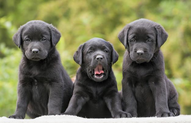 Black Lab Wallpaper for Computer -