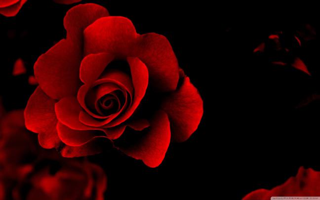 Bloody Rose Wallpaper (60+ images)