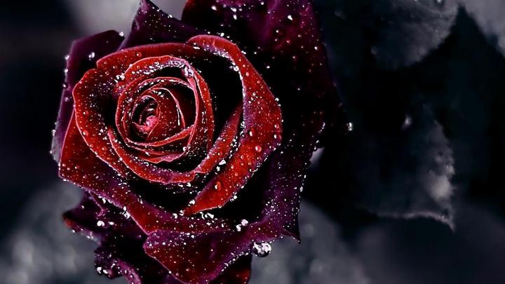 Bloody Rose Wallpaper (60+ images)
