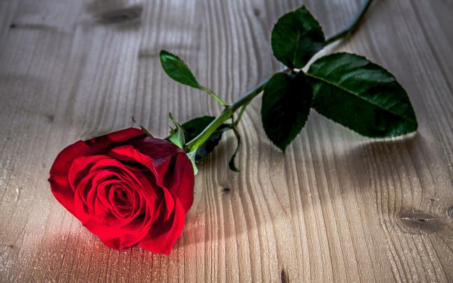 Bloody Rose Wallpaper (60+ images)