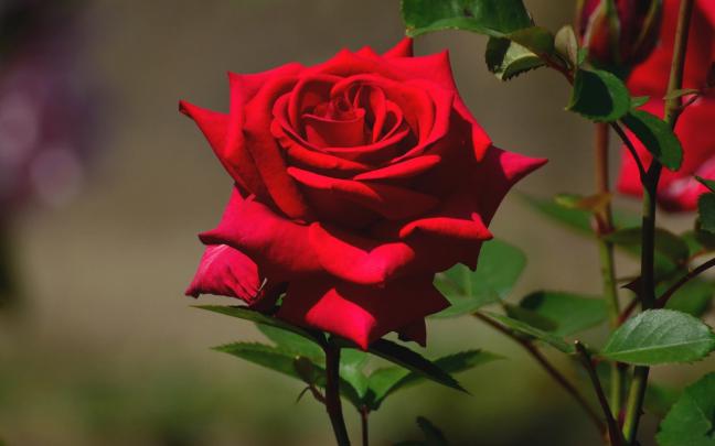 Bloody Rose Wallpaper (60+ images)