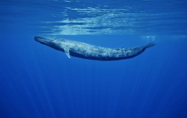 Blue Whale Wallpapers Backgrounds