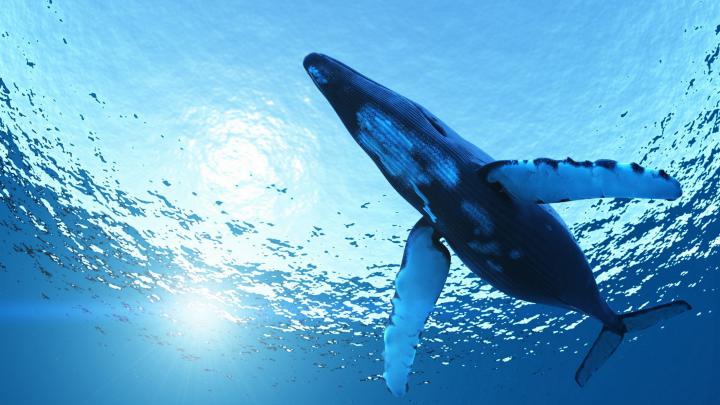 Blue Whale Wallpapers