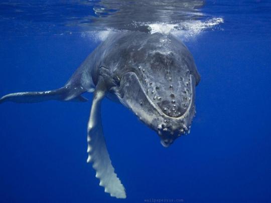 Blue Whale Wallpapers