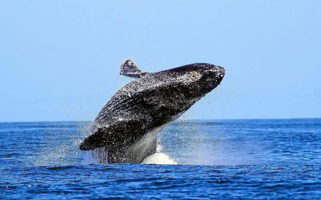 Blue Whale Wallpapers