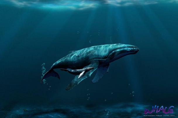 Blue Whale Wallpapers
