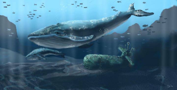 Blue Whale Wallpapers