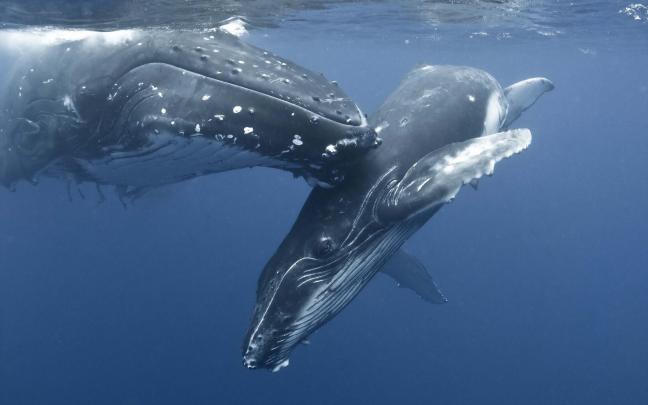 Blue Whale Wallpapers