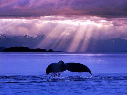 Blue Whale Wallpapers