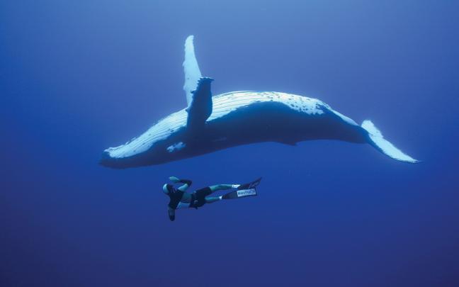 Blue Whale Wallpapers Backgrounds