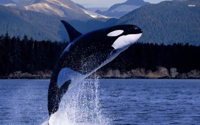 Whale Wallpapers for Desktop (57+ images)