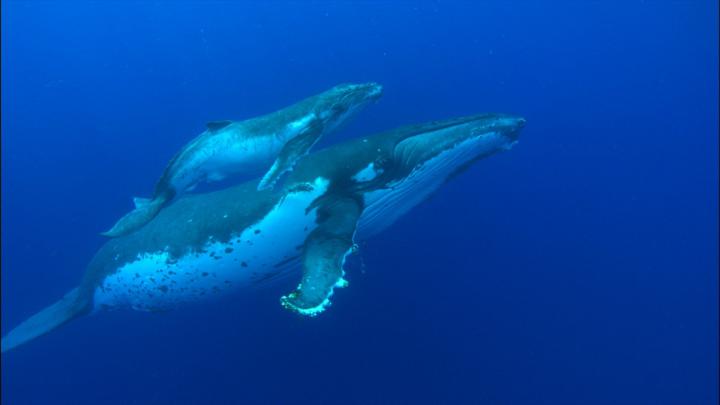 Whale Wallpaper (69+ images)