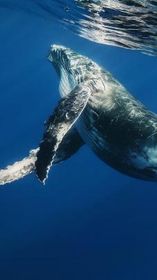 Whale Wallpapers for Desktop (57+ images)