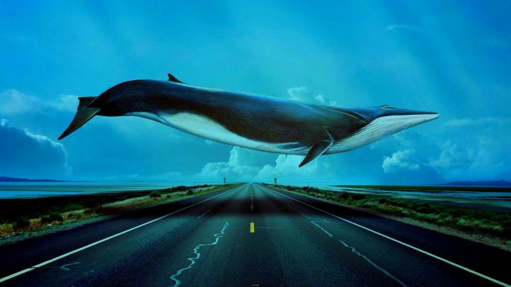 Blue Whale Wallpaper (60+ images)