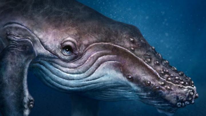 Whale Wallpapers for Desktop (57+ images)